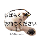 わんこにゃんこ（個別スタンプ：20）