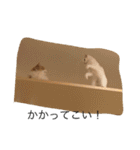 ねこと時々こまめ（個別スタンプ：1）