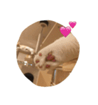 ねこと時々こまめ（個別スタンプ：2）