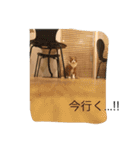 ねこと時々こまめ（個別スタンプ：3）