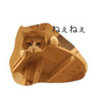 ねこと時々こまめ（個別スタンプ：4）