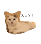 ねこと時々こまめ（個別スタンプ：6）