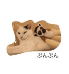 ねこと時々こまめ（個別スタンプ：8）