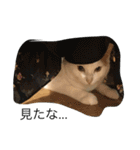 ねこと時々こまめ（個別スタンプ：9）
