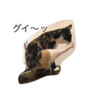 ねこと時々こまめ（個別スタンプ：10）