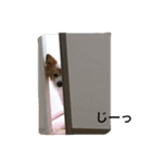 ねこと時々こまめ（個別スタンプ：12）