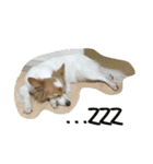 ねこと時々こまめ（個別スタンプ：17）