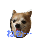 ふてぶてしいチワワ（個別スタンプ：2）