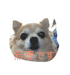 ふてぶてしいチワワ（個別スタンプ：3）