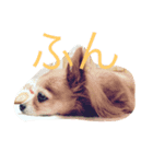ふてぶてしいチワワ（個別スタンプ：5）