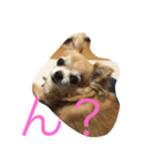 ふてぶてしいチワワ（個別スタンプ：6）