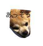 ふてぶてしいチワワ（個別スタンプ：7）