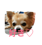 ふてぶてしいチワワ（個別スタンプ：8）