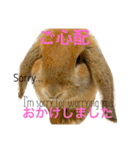 ロップイヤーのりぼんちゃんとふくくん2（個別スタンプ：37）