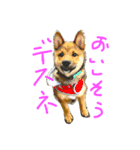 柴犬ハチ王子（個別スタンプ：2）