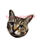 かわいいみーちゃん(ねこ)（個別スタンプ：2）