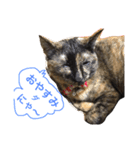 サビ猫サビ柄のサビちゃん（個別スタンプ：3）
