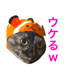 サビ猫サビ柄のサビちゃん（個別スタンプ：16）