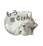 我が家の毛玉（個別スタンプ：6）