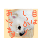 まめともも（個別スタンプ：2）