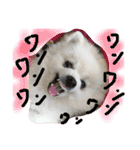 まめともも（個別スタンプ：3）