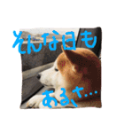 まめともも（個別スタンプ：4）