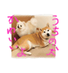 まめともも（個別スタンプ：7）