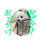 まめともも（個別スタンプ：8）