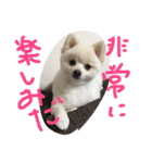 まめともも（個別スタンプ：14）