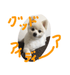 まめともも（個別スタンプ：19）