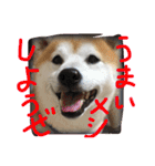 まめともも（個別スタンプ：20）