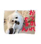 まめともも（個別スタンプ：23）