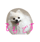 まめともも（個別スタンプ：26）