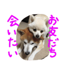 まめともも（個別スタンプ：28）