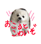 まめともも（個別スタンプ：29）