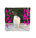 まめともも（個別スタンプ：30）