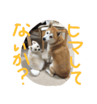 まめともも（個別スタンプ：32）