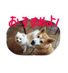 まめともも（個別スタンプ：33）
