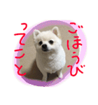 まめともも（個別スタンプ：35）