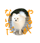 まめともも（個別スタンプ：38）