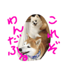 まめともも（個別スタンプ：39）