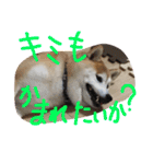 まめともも（個別スタンプ：40）