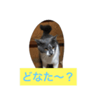 ミケ子のつぶやき（個別スタンプ：4）