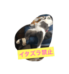 ミケ子のつぶやき（個別スタンプ：15）