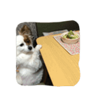 はんぶんこかおのこてつ その2（個別スタンプ：8）