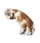 ちぇる猫（個別スタンプ：6）