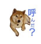 私は華ちゃん（個別スタンプ：1）