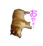 私は華ちゃん（個別スタンプ：2）