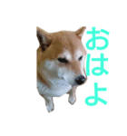 私は華ちゃん（個別スタンプ：6）