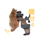 私は華ちゃん（個別スタンプ：7）